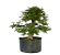 Pré Bonsai de Calliandra 6 Anos (45 cm) com Movimento - Imagem 2