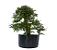 Pré Bonsai de Calliandra 6 Anos (45 cm) com Movimento - Imagem 4