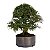 Pré Bonsai de Calliandra 8 Anos (44 cm) - Imagem 3
