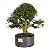 Pré Bonsai de Calliandra 8 Anos (44 cm) - Imagem 1