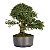 Pré Bonsai de Calliandra 8 Anos (44 cm) - Imagem 2