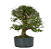 Pré Bonsai de Calliandra 8 Anos (44 cm) - Imagem 3