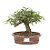 Bonsai de Calliandra Branca 6 Anos ( 25 cm ) - Imagem 1