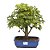 Bonsai de Acer Palmatum 12 Anos ( 35 cm) - Imagem 1