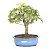 Bonsai de Acer Palmatum 14 Anos ( 38 cm) - Imagem 3