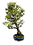 Bonsai de Piracanta laraja  20 anos ( 75 cm) - Imagem 3