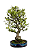 Bonsai de Piracanta laraja  20 anos ( 75 cm) - Imagem 2