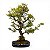Bonsai de Piracanta laraja 20 anos ( 75 cm) - Imagem 3