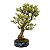 Bonsai de Piracanta laraja 20 anos ( 75 cm) - Imagem 2