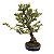 Bonsai de Piracanta laraja 20 anos ( 75 cm) - Imagem 4
