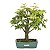Bonsai de Acer Palmatum 14 Anos ( 40 cm) - Imagem 3