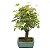 Bonsai de Acer Palmatum 14 Anos ( 40 cm) - Imagem 2