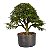 Pré Bonsai de Calliandra Rosa 07 Anos ( 44 cm ) - Imagem 1