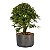Pré Bonsai de Calliandra Rosa 07 Anos ( 44 cm ) - Imagem 2