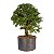 Pré Bonsai de Calliandra Rosa 07 Anos ( 44 cm ) - Imagem 4