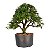 Pré Bonsai de Calliandra Rosa 07 Anos ( 44 cm ) - Imagem 3