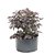 Pré Bonsai de Loropetalum 4 anos (35 cm) Hamamélis - Imagem 3