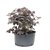 Pré Bonsai de Loropetalum 4 anos (35 cm) Hamamélis - Imagem 2