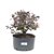 Pré Bonsai de Loropetalum 4 anos (32 cm) Hamamélis - Imagem 1