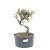 Pré Bonsai de Cotoneaster Apiculata 4 anos (38 cm) - Imagem 2