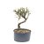 Pré Bonsai de Cotoneaster Apiculata 4 anos (38 cm) - Imagem 1