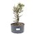 Pré Bonsai de Cotoneaster Apiculata 5 anos (38 cm) - Imagem 3