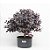 Pré Bonsai de Loropetalum 5 anos (45 cm) Hamamélis - Imagem 2