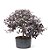 Pré Bonsai de Loropetalum 5 anos (45 cm) Hamamélis - Imagem 1