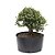 Pré Bonsai de Buxus Harlandi 8 anos (36 cm) - Imagem 3