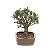 Bonsai de Oliveira 4 anos (22 cm) - Imagem 2