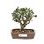 Bonsai de Oliveira 4 anos (22 cm) - Imagem 3