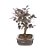 Bonsai de Loropetalum Rubrum 4 anos ( 24cm) - Imagem 2