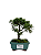 Bonsai de Junípero Shimpaku 2 anos (17 cm) - Imagem 1