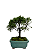 Bonsai de Junípero Shimpaku 2 anos (17 cm) - Imagem 3