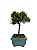 Bonsai de Junípero Shimpaku 2 anos (17 cm) - Imagem 2