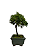 Bonsai de Junípero Shimpaku 2 anos (17 cm) - Imagem 4