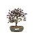 Bonsai de Loropetalum Rubrum 5 anos ( 27 cm) - Imagem 3