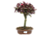 Bonsai de Loropetalum Rubrum 6 anos - Imagem 1