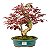 Bonsai de Loropetalum Rubrum 6 anos 32 cm - Imagem 1