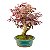 Bonsai de Loropetalum Rubrum 6 anos 32 cm - Imagem 2