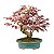 Bonsai de Loropetalum Rubrum 6 anos 32 cm - Imagem 3