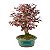 Bonsai de Loropetalum Rubrum 6 anos 32 cm - Imagem 4