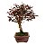 Bonsai de Loropetalum Rubrum 6 anos 32 cm - Imagem 4