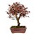 Bonsai de Loropetalum Rubrum 6 anos 32 cm - Imagem 3