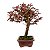 Bonsai de Loropetalum Rubrum 6 anos 32 cm - Imagem 2