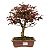 Bonsai de Loropetalum Rubrum 6 anos 32 cm - Imagem 1