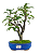Macieira Anã (Malus Everest) 5 anos - 30 cm - Frutificando - Imagem 1