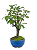 Macieira Anã (Malus Everest) 5 anos - 30 cm - Frutificando - Imagem 2