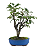 Macieira Anã (Malus Everest) 5 anos - 30 cm - Frutificando - Imagem 3