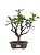 Macieira Anã (Malus Everest) 5 anos - 30 cm - Frutificando - Imagem 1